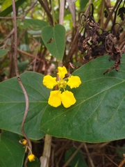 Stigmaphyllon bonariense