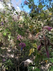 Salvia semiatrata
