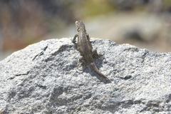 Liolaemus zapallarensis