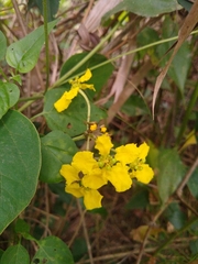 Stigmaphyllon bonariense