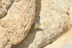 Liolaemus zapallarensis