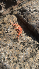 Grapsus