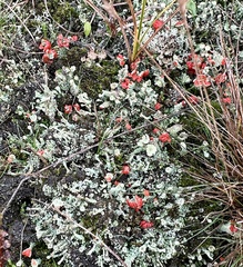Cladonia coccifera