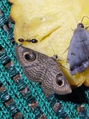 Calliodes pretiosissima