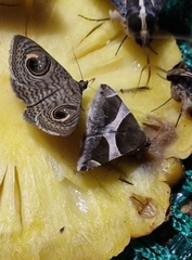 Calliodes pretiosissima
