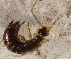 Euborellia annulipes