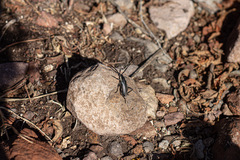 Sphaenothecus trilineatus