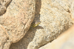 Liolaemus zapallarensis