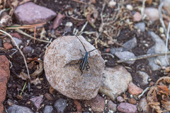 Sphaenothecus trilineatus