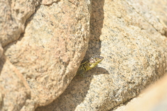 Liolaemus zapallarensis