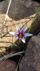 Romulea columnae grandiscapa