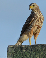 Rupornis magnirostris