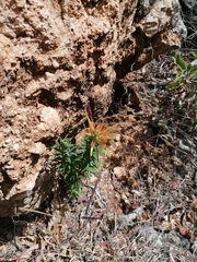 Castilleja auriculata
