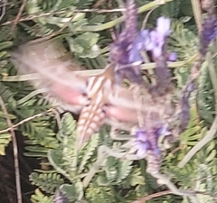 Hyles livornica