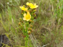 Hypericum setosum