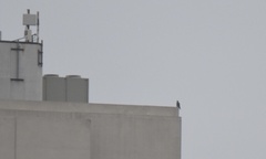 Falco peregrinus
