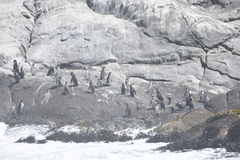 Spheniscus humboldti