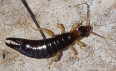 Euborellia annulipes