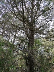 Cupressus lusitanica
