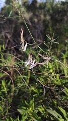 Vicia aphylla
