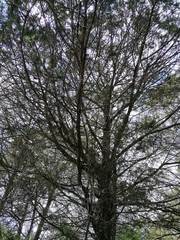 Cupressus lusitanica