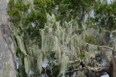 Ramalina usnea