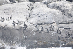 Spheniscus humboldti