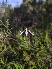 Vicia aphylla