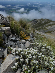 Veronica pinguifolia