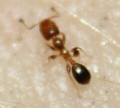 Xenomyrmex floridanus