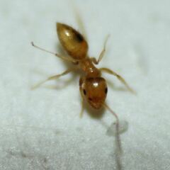 Brachymyrmex minutus