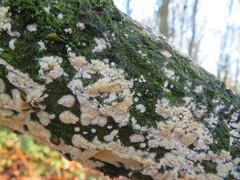 Basidioradulum radula