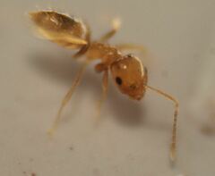 Brachymyrmex minutus