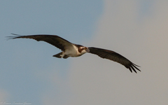 Pandion haliaetus