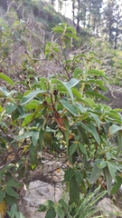 Cistus symphytifolius