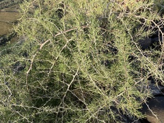 Asparagus