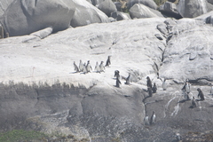 Spheniscus humboldti