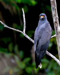 Rostrhamus sociabilis