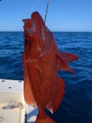 Priacanthidae