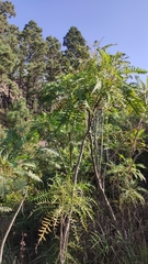 Sonchus canariensis