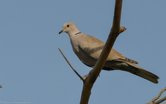 Streptopelia decaocto