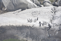 Spheniscus humboldti