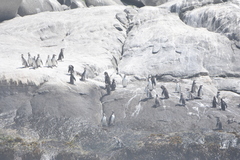 Spheniscus humboldti