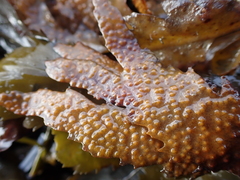 Fucus serratus