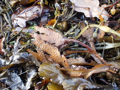 Fucus serratus