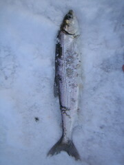 Coregonus artedi