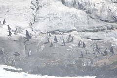 Spheniscus humboldti