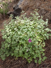 Pericallis lanata