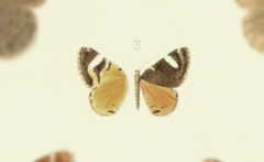 Phoenissa brephos