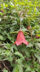 Canarina canariensis